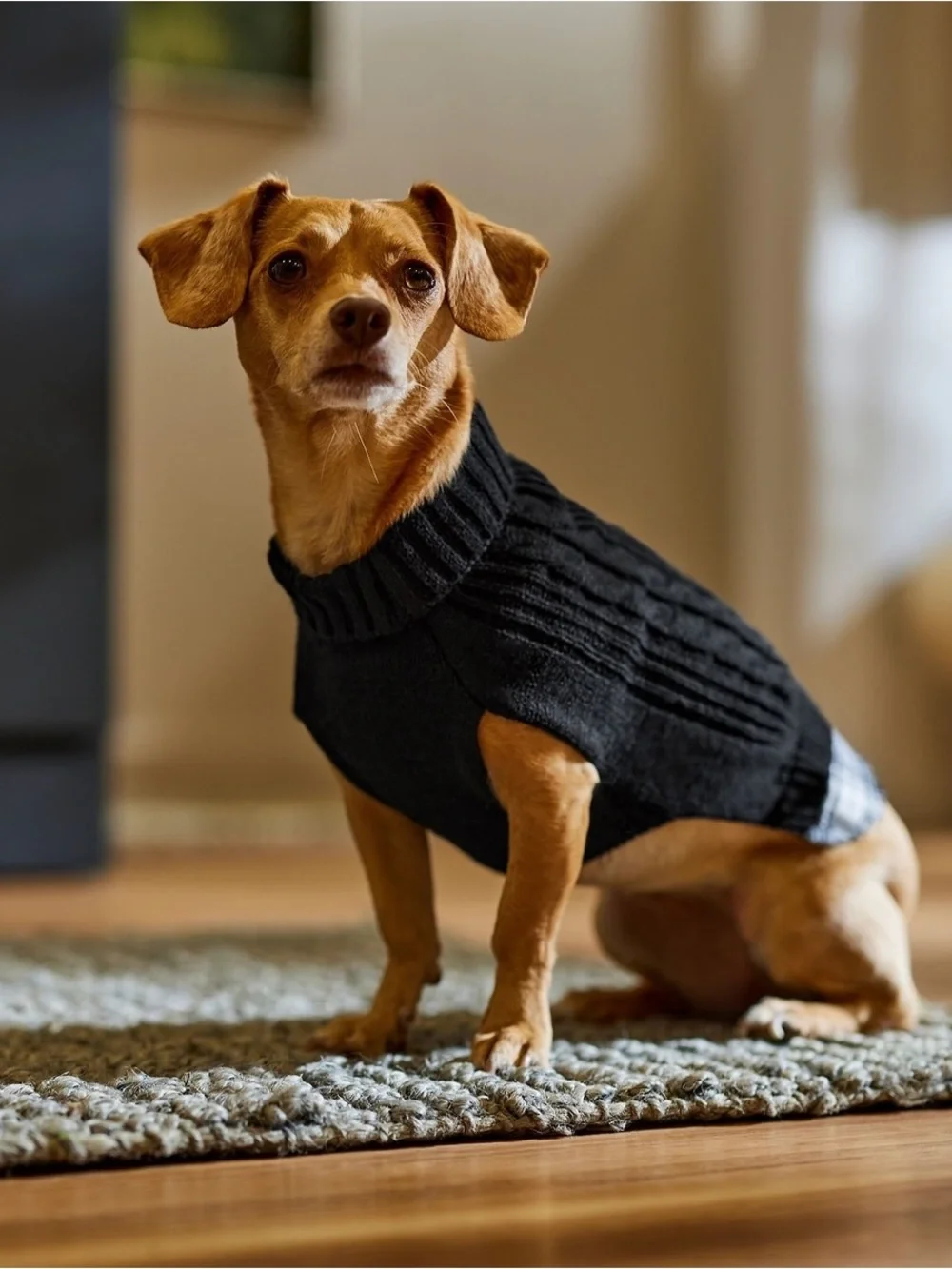 Black Cable-Knit dogs Sweater with Button Collar